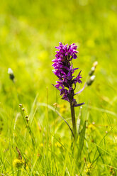 Deutschland, Hessen, Knabenkraut, Orchis militaris, Nahaufnahme - SRF000729