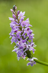 Germany, Hesse, Military orchid, Orchis militaris, Close-up - SRF000734