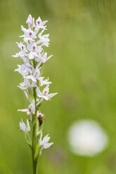 Germany, Hesse, Military orchid, Orchis militaris, Close-up - SRF000736
