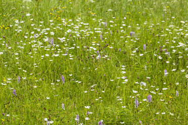 Deutschland, Hessen, Knabenkraut, Orchis militaris, auf Wiese - SRF000738