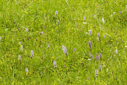 Deutschland, Hessen, Knabenkraut, Orchis militaris, auf Wiese - SRF000741