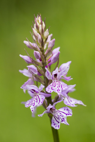 Deutschland, Hessen, Knabenkraut, Orchis militaris, Nahaufnahme, lizenzfreies Stockfoto