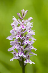 Deutschland, Hessen, Knabenkraut, Orchis militaris, Nahaufnahme - SR000745