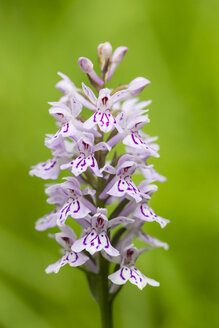 Germany, Hesse, Military orchid, Orchis militaris, Close-up - SR000745