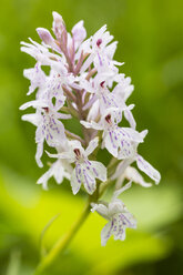 Deutschland, Hessen, Knabenkraut, Orchis militaris, Nahaufnahme - SRF000749