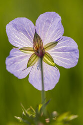 Deutschland, Hessen, Wiesenstorchschnabel, Geranium pratense, Nahaufnahme - SRF000754