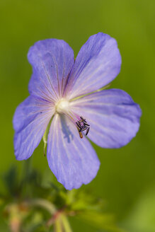 Germany, Hesse, Meadow cranesbill, Geranium pratense, Close-up - SRF000756