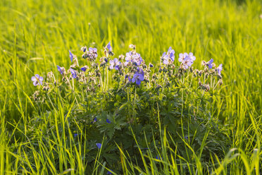 Deutschland, Hessen, Wiesenstorchschnabel, Geranium pratense - SRF000758