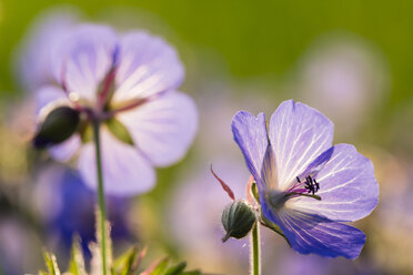 Deutschland, Hessen, Wiesenstorchschnabel, Geranium pratense, Nahaufnahme - SRF000742