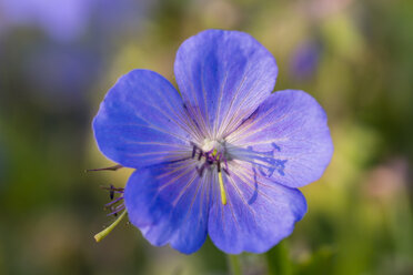 Germany, Hesse, Meadow cranesbill, Geranium pratense, Close-up - SRF000744