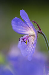 Deutschland, Hessen, Wiesenstorchschnabel, Geranium pratense, Nahaufnahme - SRF000746