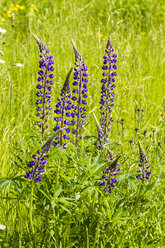 Deutschland, Hessen, Großblättrige Lupine, Lupinus polyphyllus - SRF000748