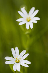 England, Großes Sternmierenkraut, Stellaria holostea - SRF000755