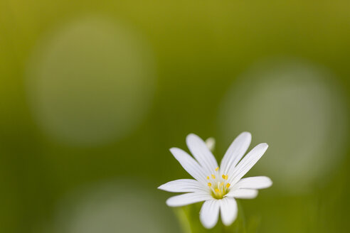 England, Großes Sternmierenkraut, Stellaria holostea - SRF000757