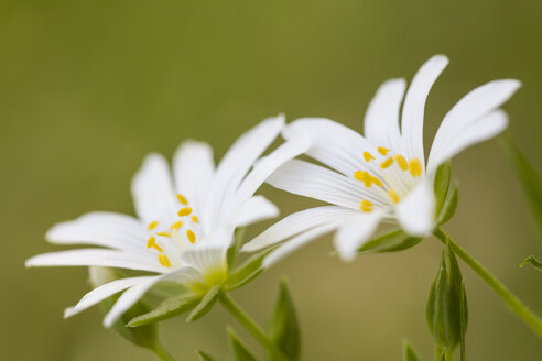 England, Großes Sternmierenkraut, Stellaria holostea - SRF000759