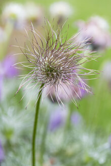 Deutschland, Wiesenschaumkraut, Pulsatilla vulgaris, Samenkopf - SRF000762