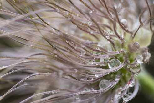 Deutschland, Wiesenschaumkraut, Pulsatilla vulgaris, Samenkopf - SRF000763