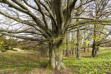 Germany, Hesse, Doernberg, trees at Nature park Habichtswald in spring - SRF000765