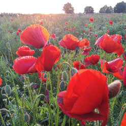 Corn poppies in field - GWF003051