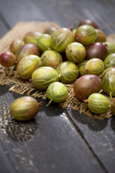 Gooseberries, Ribes uva-crispa, on jute and dark wooden table - MAEF008830