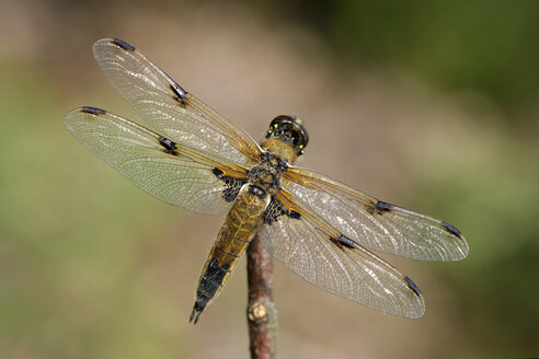 Vierfleckiges Laufvogelchen, Libellula quadrimaculata, auf einem Zweig sitzend - MJOF000587