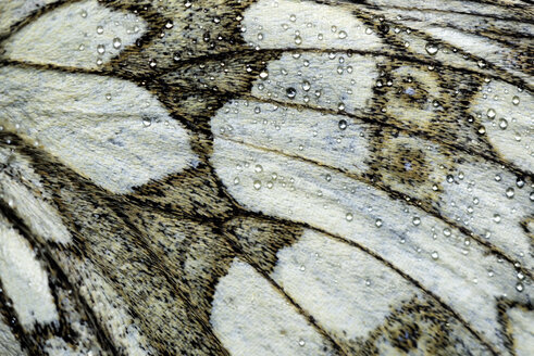 Detail des Flügels von Marbled White, Melanargia galathea - MJOF000590