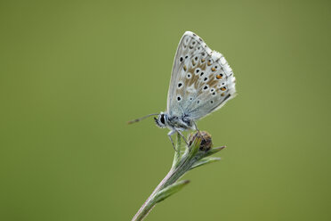 Chalkhill Blue, Polyommatus coridon, sitting on a bud in front of green background - MJO000592