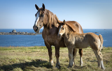 France, Brittany, Horse with foal - MKFF000031