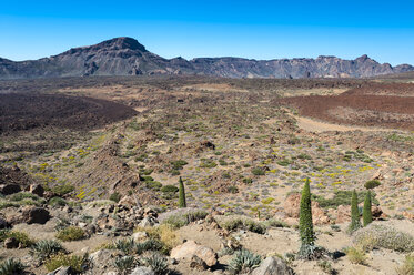 Spain, Canary Islands, Tenerife, Teide National Park - RJF000237