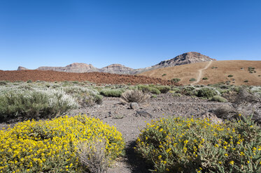 Spanien, Kanarische Inseln, Teneriffa, Teide-Nationalpark - RJF000239