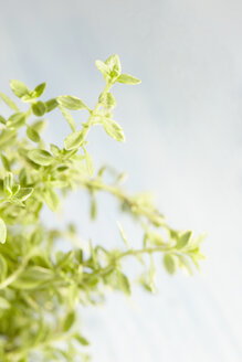 Lemon thyme, Thymus citriodorus - CHF000084