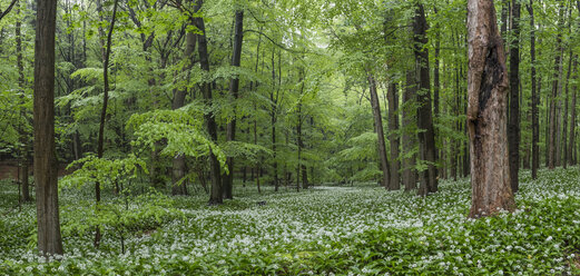 Germany, Lower Saxony, Bad Harzburg, Harz National Park, wild garlic in a forest - PVCF000051