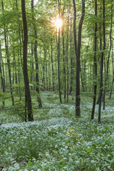 Germany, Lower Saxony, Wolfenbuettel, Elm-Lappwald Nature Park, wild garlic in a forest against the sun - PVCF000049