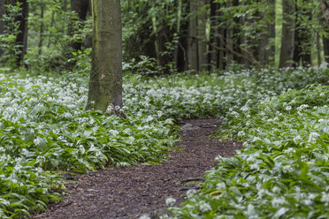 Deutschland, Niedersachsen, Bad Harzburg, Nationalpark Harz, Bärlauch im Wald - PVCF000048