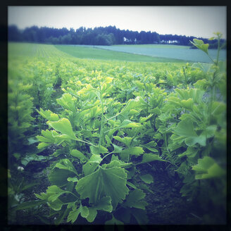 Austria, Waldviertel, Ginkgos in field - DISF000895