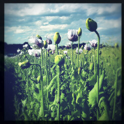 Österreich, Waldviertel, Mohnblumen im Feld - DISF000897