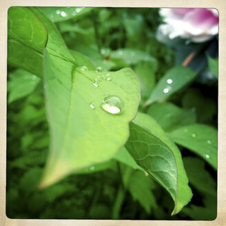 Peony leaf - DISF000917