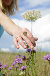 Junge Frau pflückt Wildblumen mit Schmetterling auf der Hand - BFRF000473