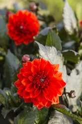 Blüten und Knospen von roten Dahlien, Dahlia - SRF000676