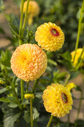 Blüten und Knospen der gelben Dahlie, Dahlia - SRF000677