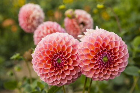 Blüten einer rosa Dahlie, Dahlia, in einem Garten - SRF000678