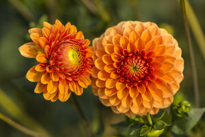 Zwei Blüten einer orangefarbenen Dahlie, Dahlia - SRF000679