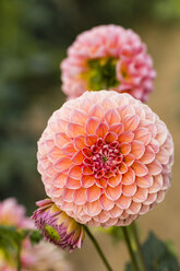 Blüten und Knospen von rosa Dahlien, Dahlia - SRF000680