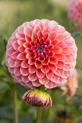 Blüte und Knospe einer rosa Dahlie, Dahlia - SRF000652