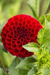 Blossom and leaves of red dahlia, Dahlia, at sunlight - SRF000653