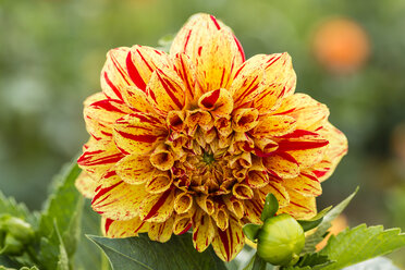 Blossom and bud of yellow and red dahlia, Dahlia - SRF000654