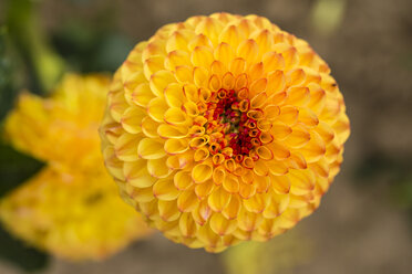 Blüte einer gelben Dahlie, Dahlia - SRF000655