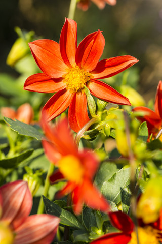 Blüten einer rot-orangen Dahlie, Dahlia, im Sonnenlicht, lizenzfreies Stockfoto