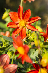 Blossoms of red orange dahlia, Dahlia, at sunlight - SRF000656