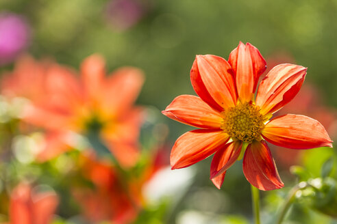 Blüte einer rot-orangen Dahlie, Dahlia, im Sonnenlicht - SRF000657